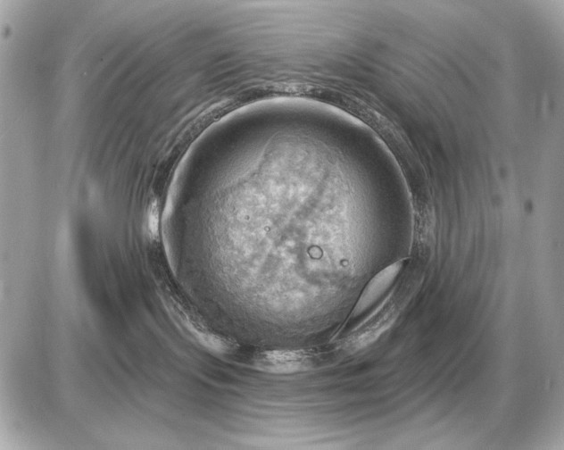 X0000087550095200705112132