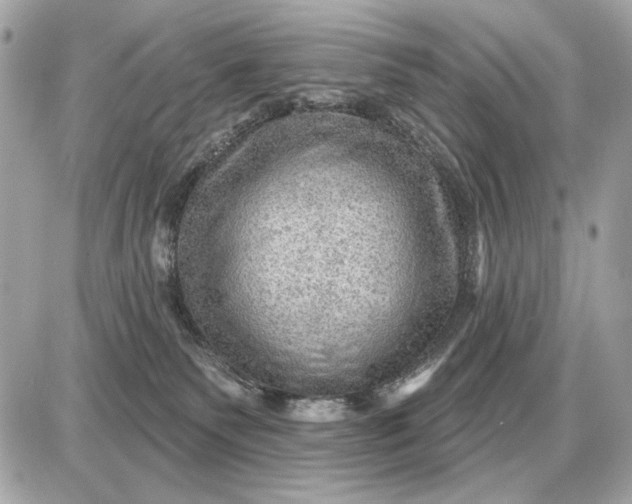 X0000087550135200705112131