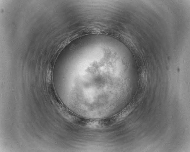 X0000087550177200705112130