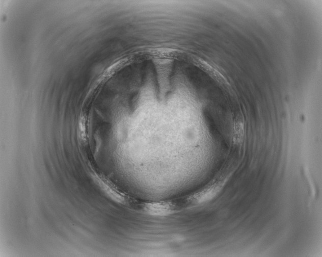 X0000087550238200705112129