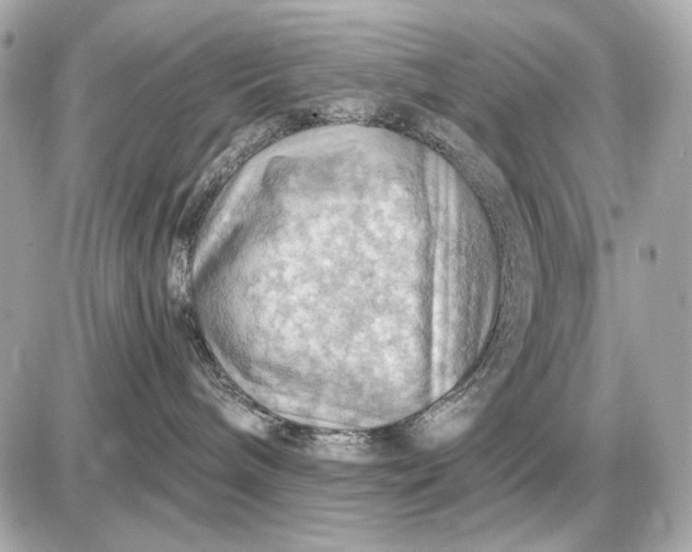 X0000087550240200705112129