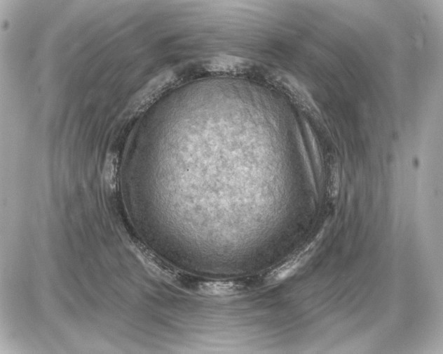 X0000087550273200705112129