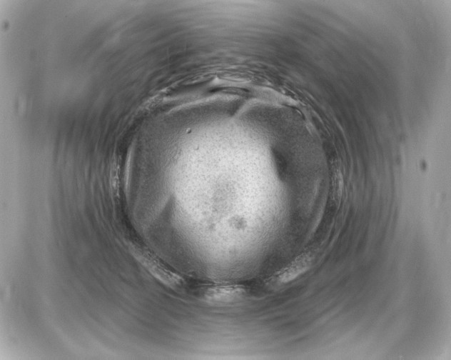 X0000087550274200705112129