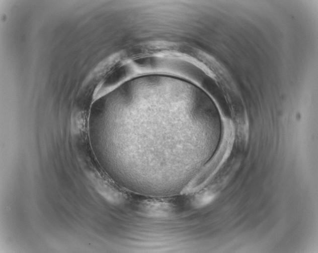 X0000087550284200705112129