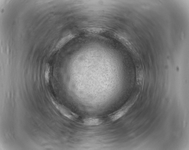 X0000087550334200705112128