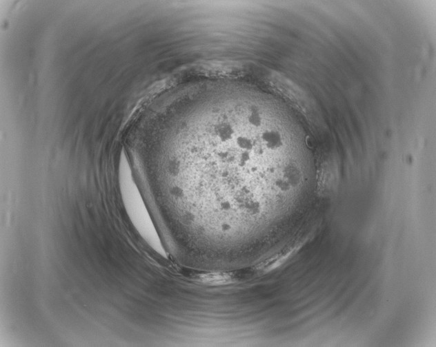 X0000087550335200705112127