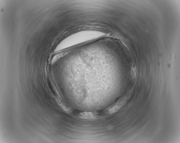 X0000087550381200705112127