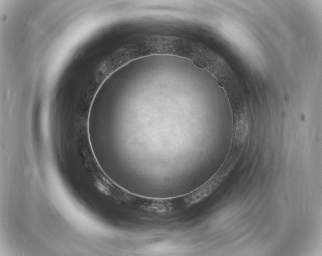 X0000087550383200705112127