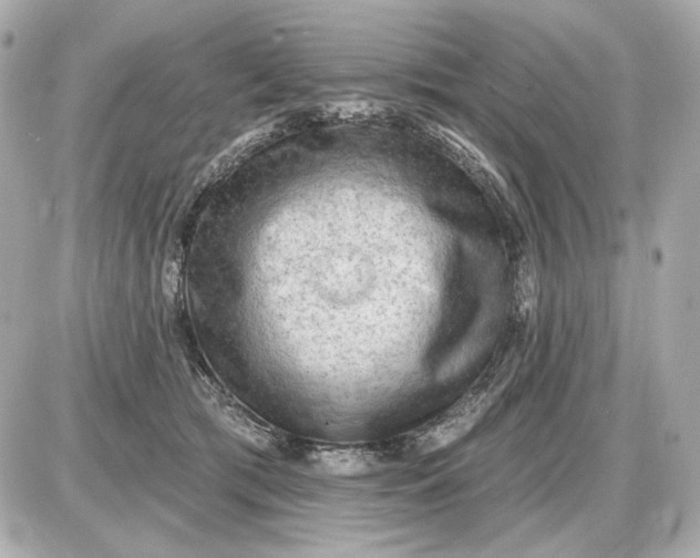 X0000087550417200705112126