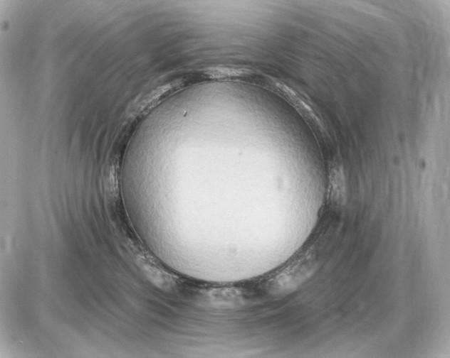 X0000087550426200705112126