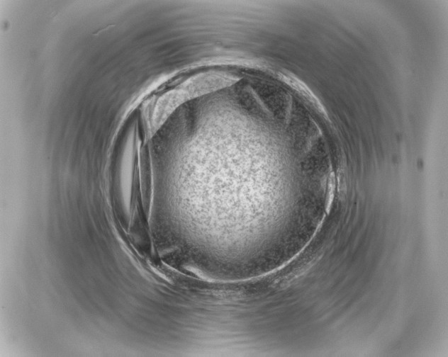 X0000087550436200705112125