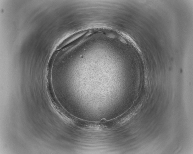 X0000087550439200705112125