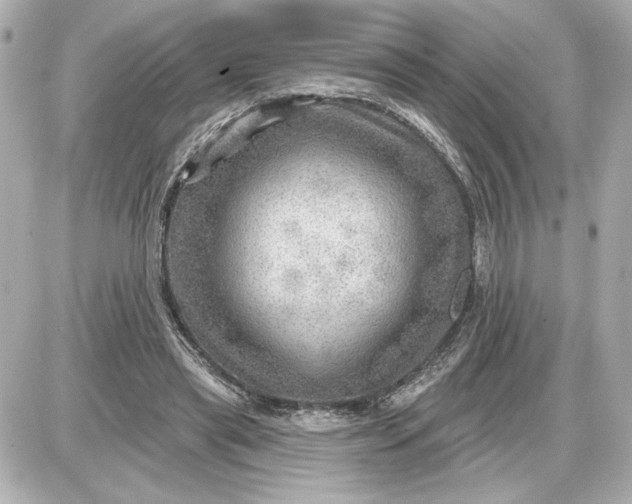 X0000087550445200705112125