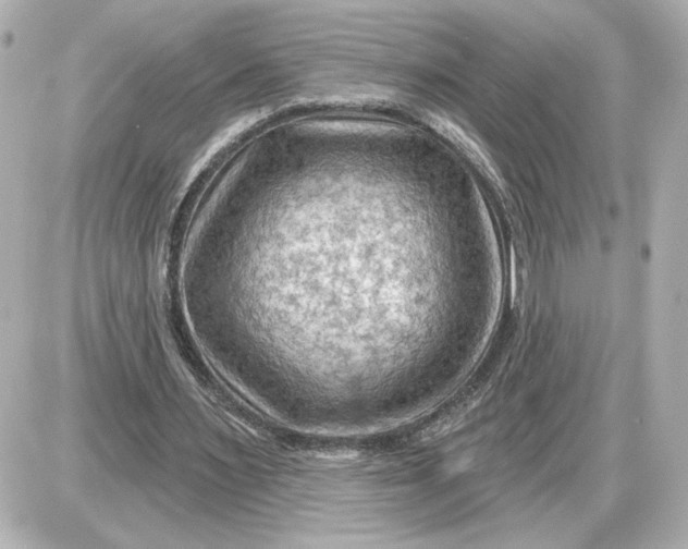 X0000087550483200705112125