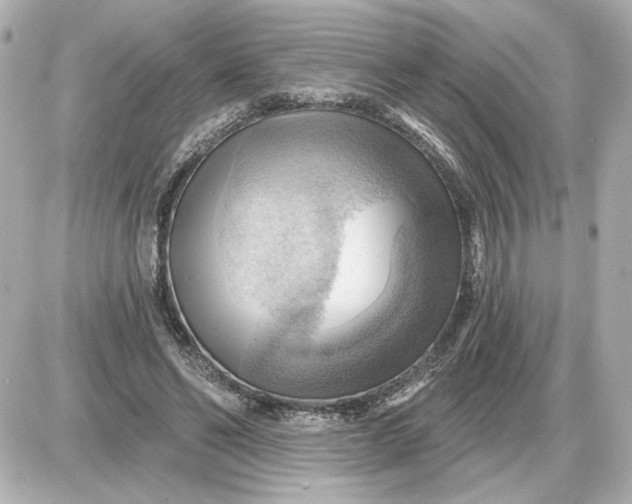 X0000087550494200705112125