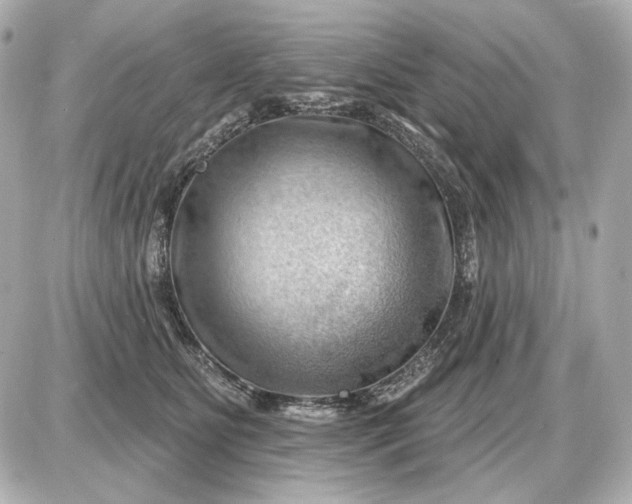 X0000087550515200705112125