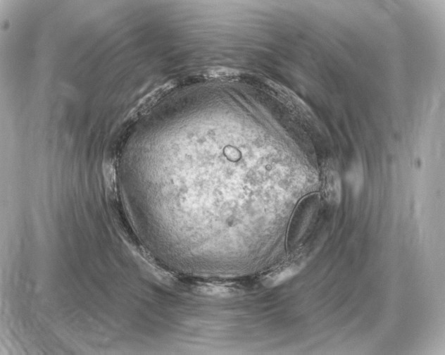 X0000087550523200705112124