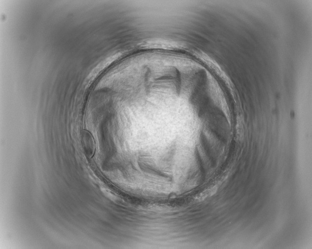 X0000087550529200705112124