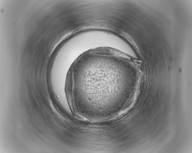 X0000087550534200705112124