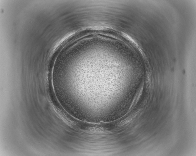 X0000087550535200705112124