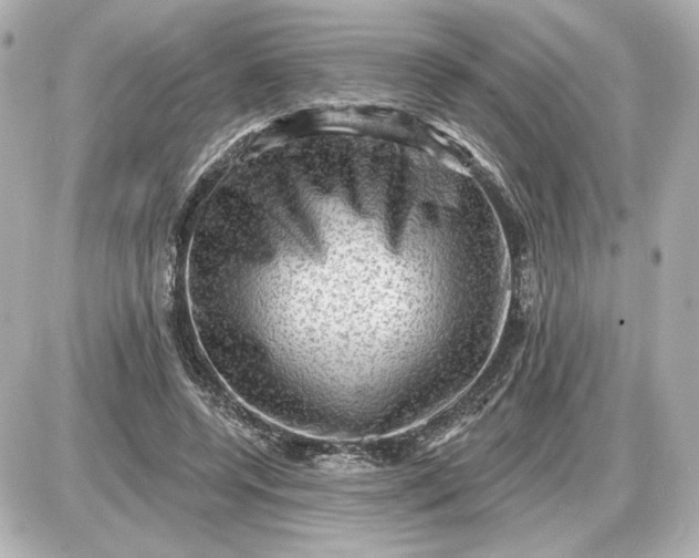 X0000087550544200705112124