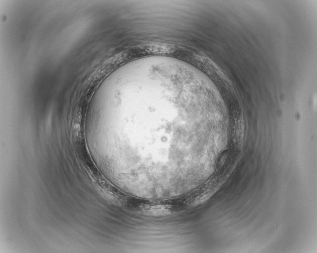 X0000087550553200705112124