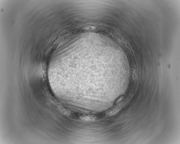 X0000087550561200705112124