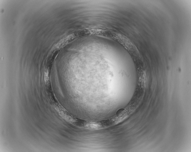 X0000087550610200705112123