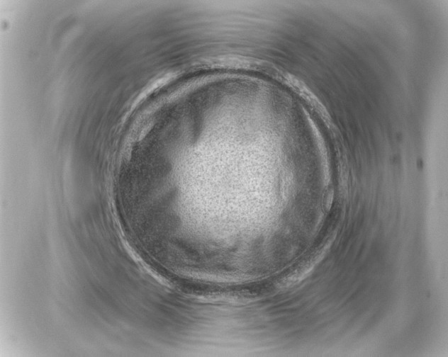 X0000087550625200705112122