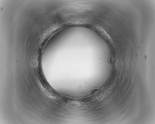 X0000087550635200705112122