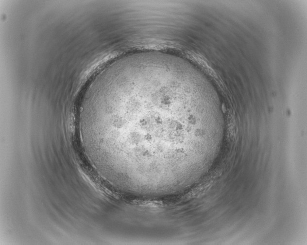 X0000087550683200705112122