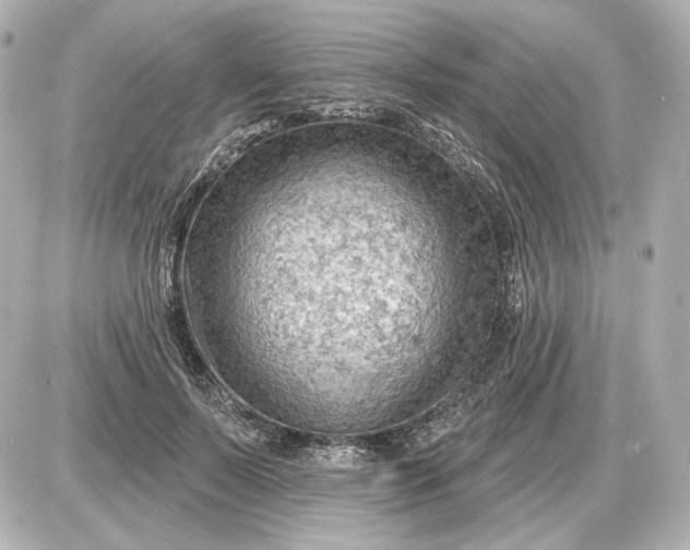 X0000087550695200705112122