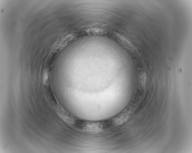 X0000087550709200705112121