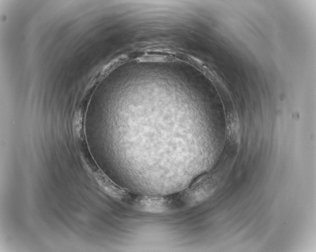 X0000087550767200705112121