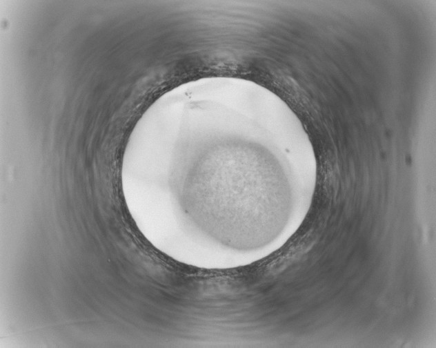 X0000087550769200705112120