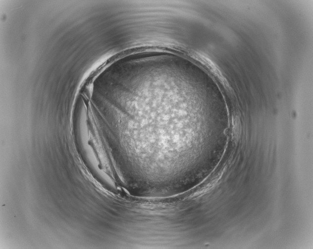 X0000087550780200705112120