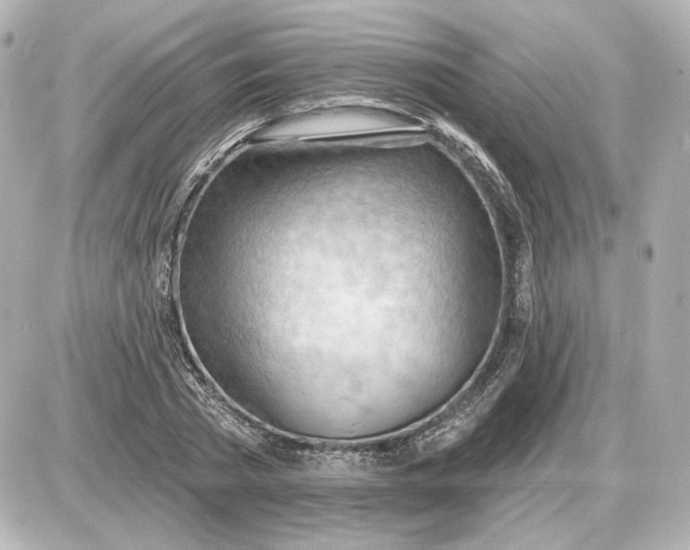 X0000087550785200705112120