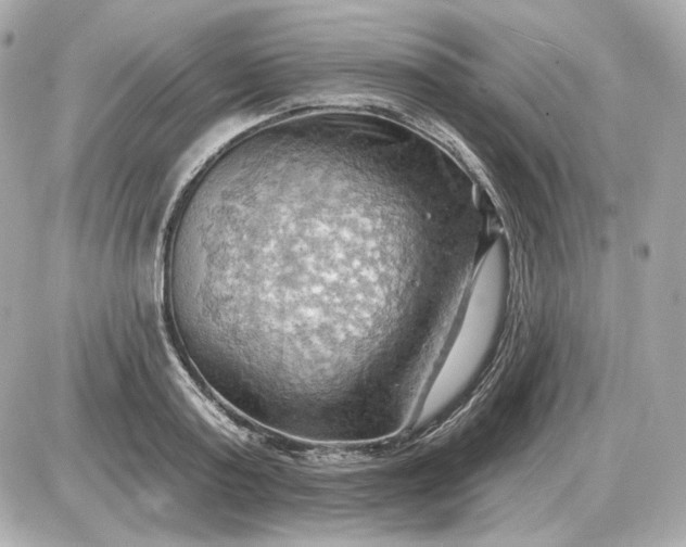 X0000087550795200705112120