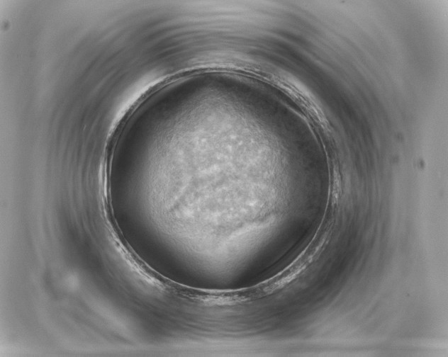 X0000087550796200705112120