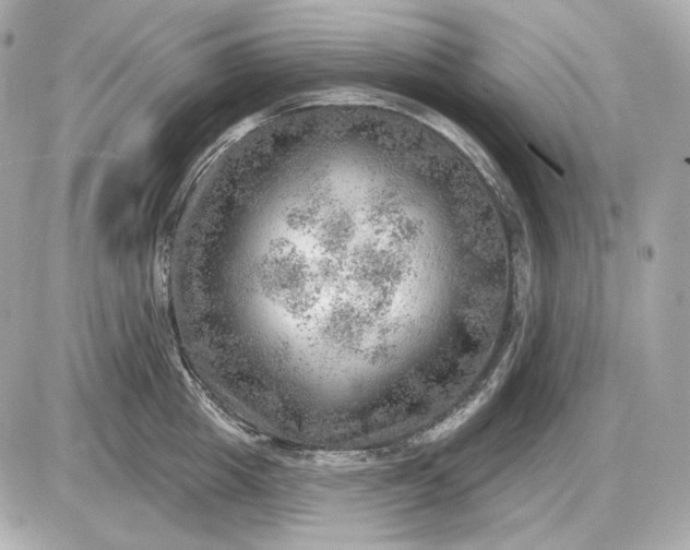 X0000087550857200705112120