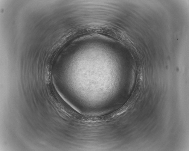 X0000087550868200705112119