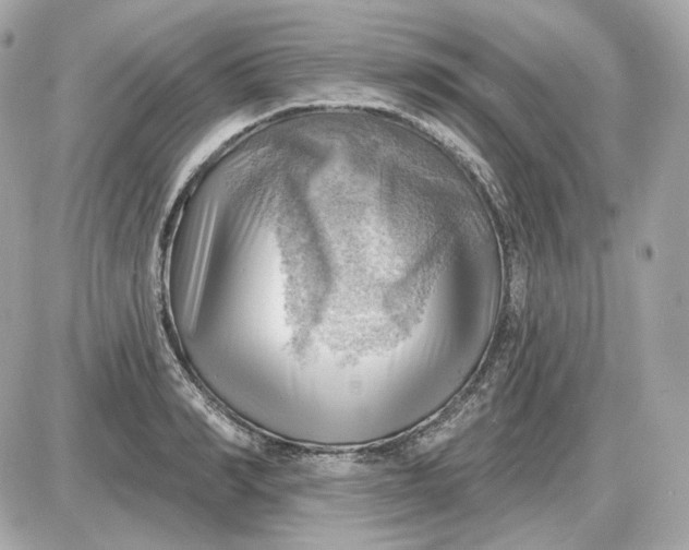 X0000087550990200705112117