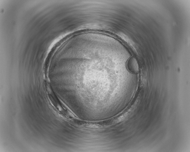 X0000087551070200705112115