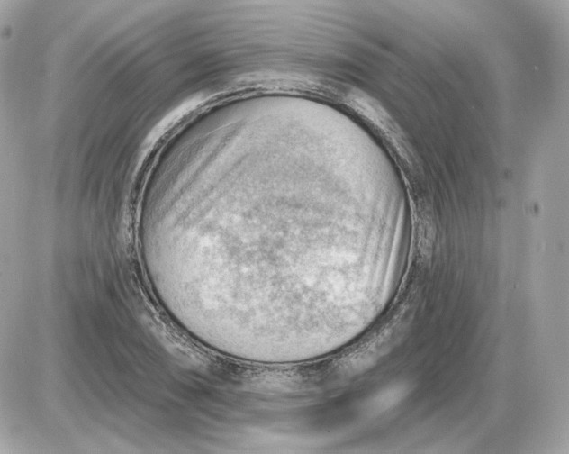 X0000087551074200705112115