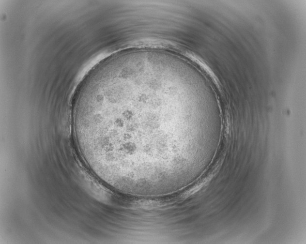 X0000087551075200705112115