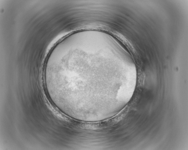 X0000087551086200705112115