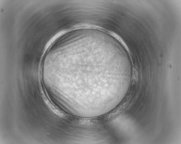 X0000087551098200705112115