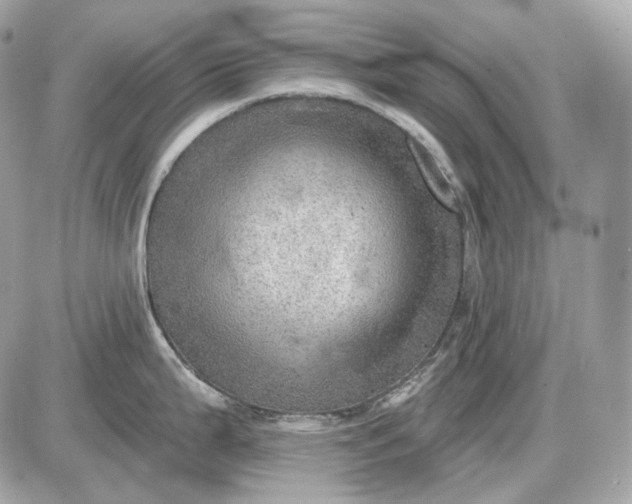 X0000087551199200705112113