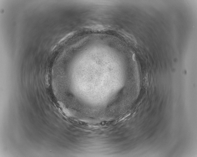 X0000087551205200705112113