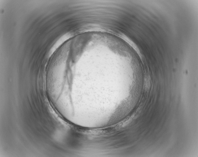 X0000087551290200705112112